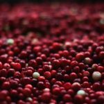 Cranberries